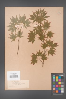 Acer palmatum [KOR 33531a]