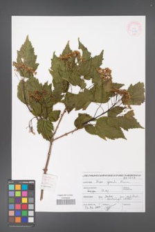 Acer ginnala [KOR 46897]