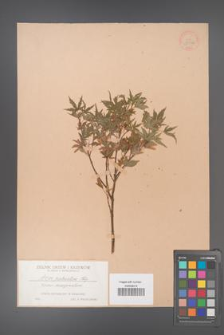 Acer palmatum [KOR 33526]