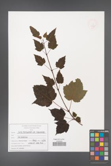 Acer pectinatum [KOR 47540]