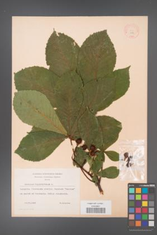 Aesculus hippocastanum [KOR 11553]