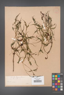 Aesculus hippocastanum [KOR 33695]