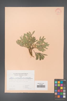 Ajuga salicifolia [KOR 30069]