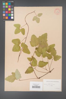 Akebia trifoliata [KOR 33707]