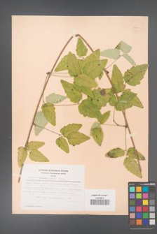 Akebia trifoliata [KOR 28201]