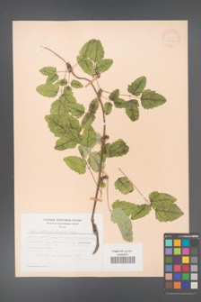 Akebia trifoliata [KOR 28202]