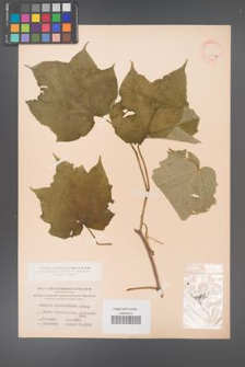Alangium platanifolium [KOR 11557a]