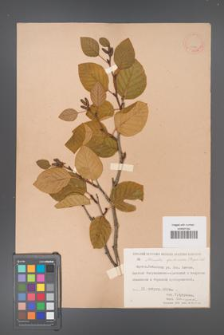 Alnaster fruticosus [KOR 11577]