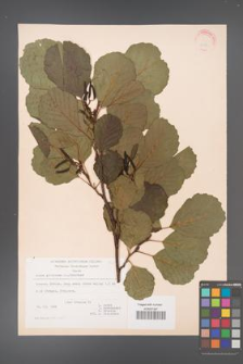 Alnus glutinosa [KOR 20984]