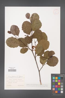 Alnus glutinosa [KOR 38657]