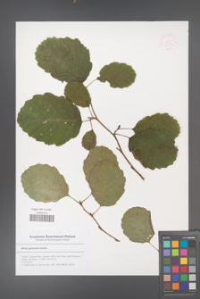 Alnus glutinosa [KOR 53021]