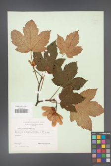 Acer pseudoplatanus [KOR 9017]