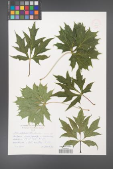 Acer platanoides [KOR 48942]