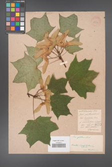 Acer platanoides [KOR 33549]