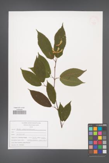 Acer carpinifolium [KOR 47594]