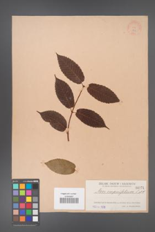 Acer carpinifolium [KOR 171]
