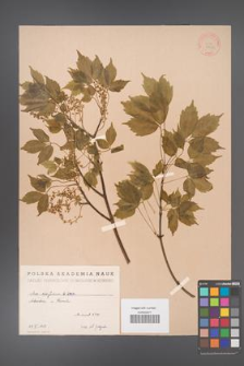 Acer cissifolium [KOR 6440]