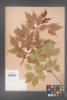 Acer cissifolium [KOR 33392]