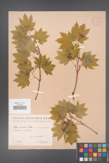 Acer circinatum [KOR 33388]