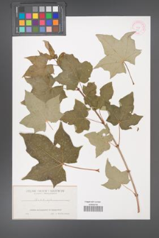 Acer cappadocicum [KOR 108]