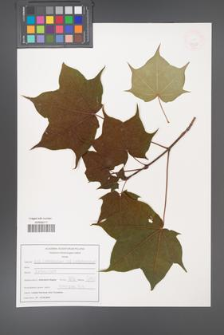 Acer cappadocicum [KOR 47581]