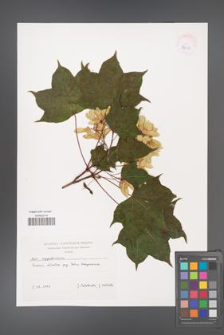 Acer cappadocicum [KOR 38087]