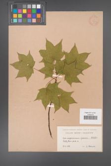 Acer cappadocicum [KOR 106]