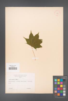Acer cappadocicum [KOR 11247]