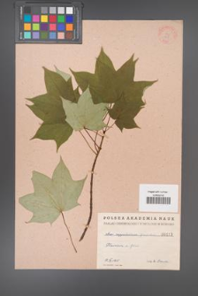 Acer cappadocicum [KOR 113]
