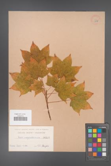 Acer cappadocicum [KOR 115]
