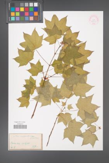 Acer cappadocicum [KOR 33375]