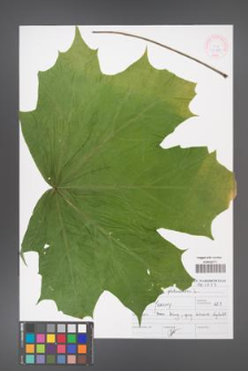 Acer platanoides [KOR 46894]