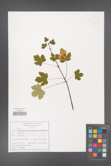 Acer glabrum [KOR 47564]