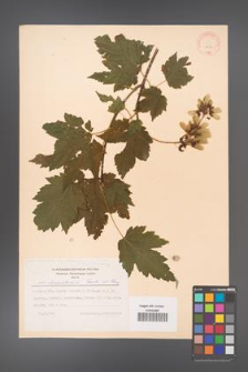 Acer caudatum [KOR 11516]