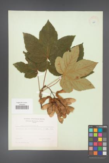 Acer pseudoplatanus [KOR 8981]