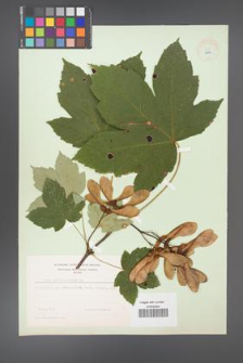 Acer pseudoplatanus [KOR 8979]