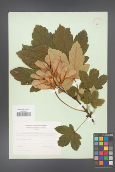 Acer pseudoplatanus [KOR 8975]