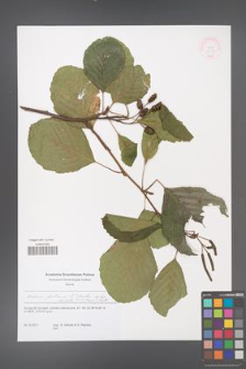 Alnus glutinosa [KOR 51272]