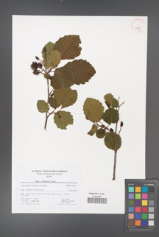 Alnus ×pubescens [KOR 41475]