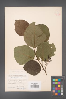 Alnus barbata [KOR 11568]