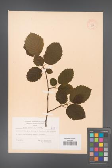 Alnus incana [KOR 8127]