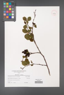 Alnus incana [KOR 39585]