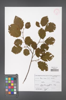 Alnus incana [KOR 46913]