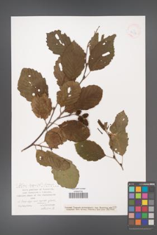 Alnus incana [KOR 38624]