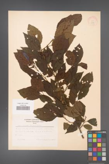 Alnus japonica [KOR 11688]