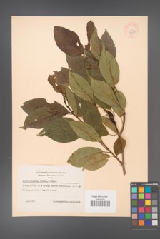 Alnus japonica [KOR 44068]