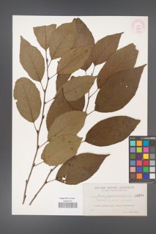 Alnus japonica [KOR 398a]