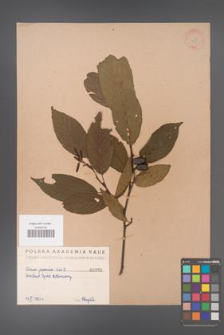 Alnus japonica [KOR 389]