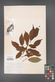Alnus japonica [KOR 33724]
