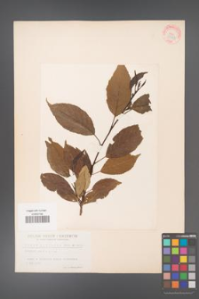 Alnus japonica [KOR 33723]